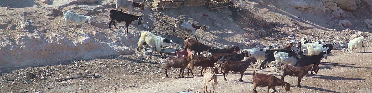 Goats at a bedouin camp