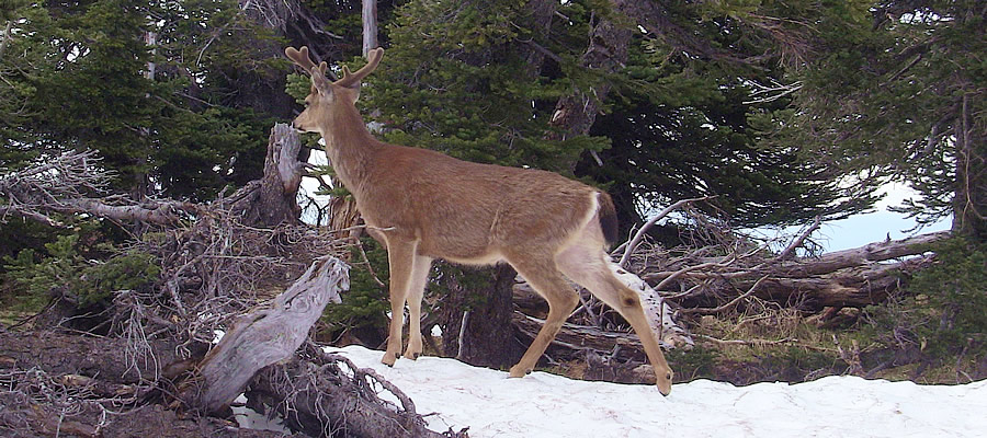 Deer in Olympic Mountains