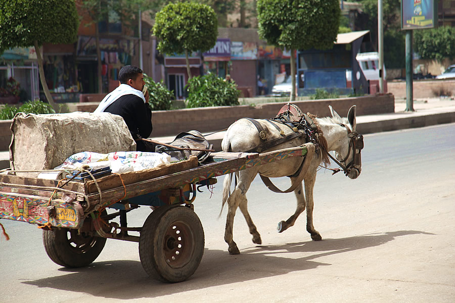 Cart in Egypt