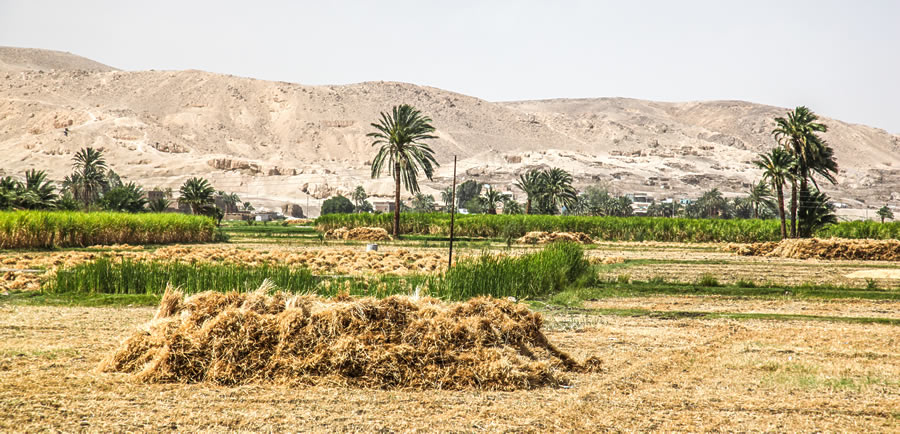 Harvesting Grain in Upper Egypt
