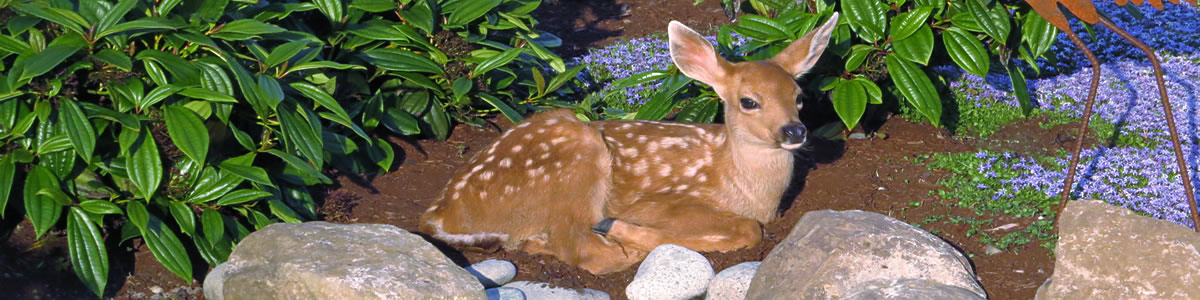 Fawn Resting