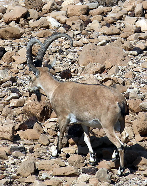 Ibex in the desert near Masada