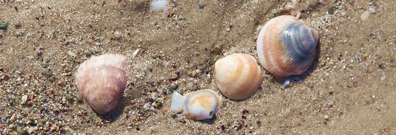 Mediterranean Shells